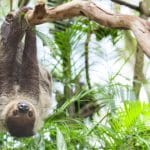 Three-toed Sloth in Costa Rica